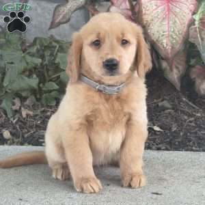 Diva, Golden Retriever Puppy
