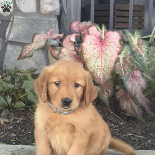 Gunner, Golden Retriever Puppy