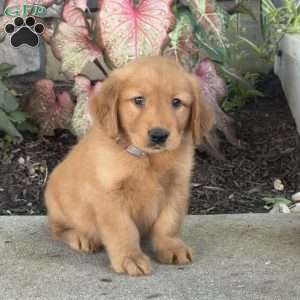 Gunner, Golden Retriever Puppy