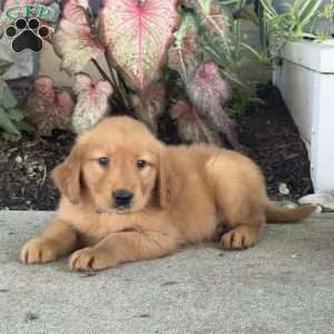 Gunner, Golden Retriever Puppy