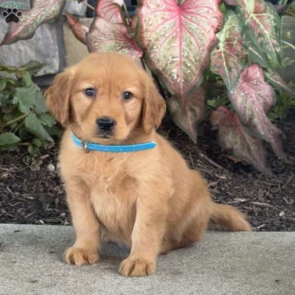 Gracie, Golden Retriever Puppy