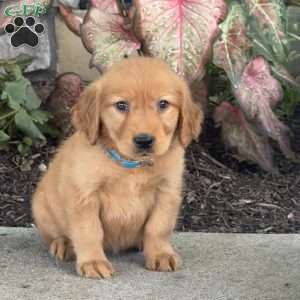 Gracie, Golden Retriever Puppy