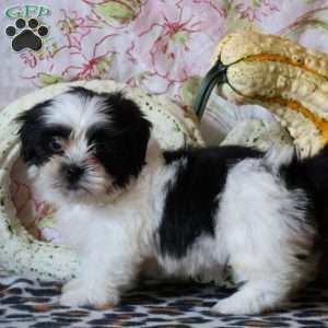 Deedee, Shih Tzu Puppy