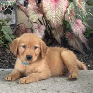 Gracie, Golden Retriever Puppy