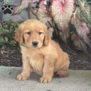 Greta, Golden Retriever Puppy