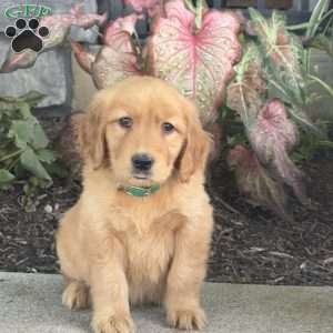 Greta, Golden Retriever Puppy