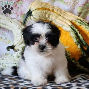 Deedee, Shih Tzu Puppy