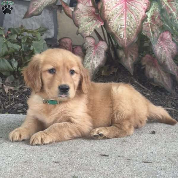 Greta, Golden Retriever Puppy