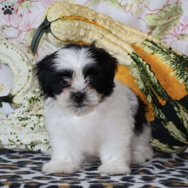 Deedee, Shih Tzu Puppy