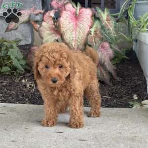 Winnie, Mini Goldendoodle Puppy