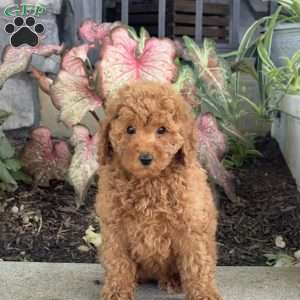 Winnie, Mini Goldendoodle Puppy
