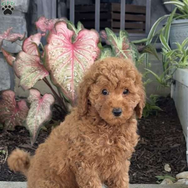 Winnie, Mini Goldendoodle Puppy