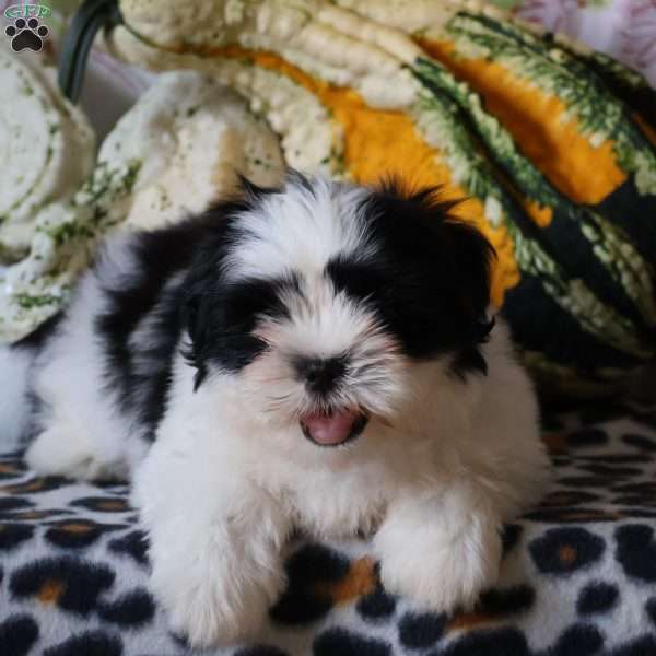 Domino, Shih Tzu Puppy