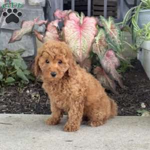 Winnie, Mini Goldendoodle Puppy