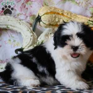 Domino, Shih Tzu Puppy