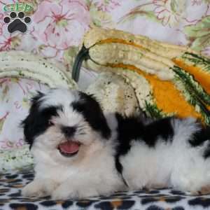 Domino, Shih Tzu Puppy