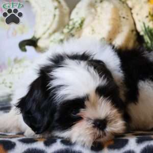 Domino, Shih Tzu Puppy