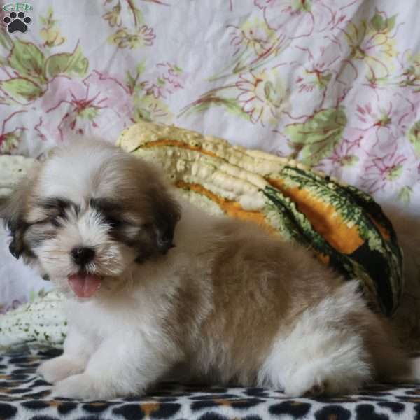 Dylan, Shih Tzu Puppy