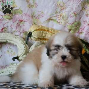 Dylan, Shih Tzu Puppy