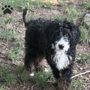Pixie, Mini Goldendoodle Puppy