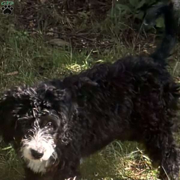 Pixie, Mini Goldendoodle Puppy
