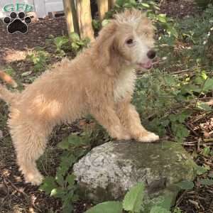 Nova, Mini Goldendoodle Puppy