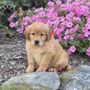 Lucy, Golden Retriever Puppy