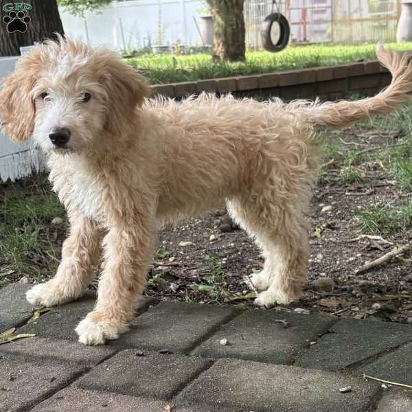 Nova, Mini Goldendoodle Puppy