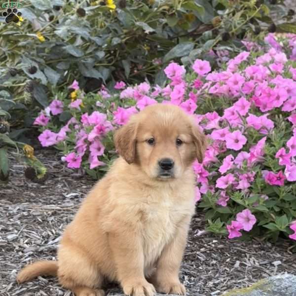 Lucy, Golden Retriever Puppy