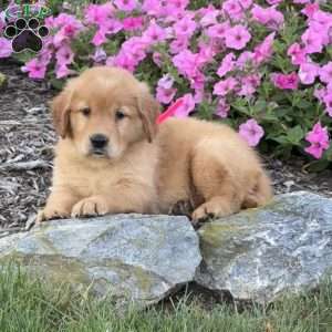 Lucy, Golden Retriever Puppy