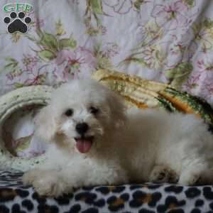 Jasper, Bichon Frise Puppy