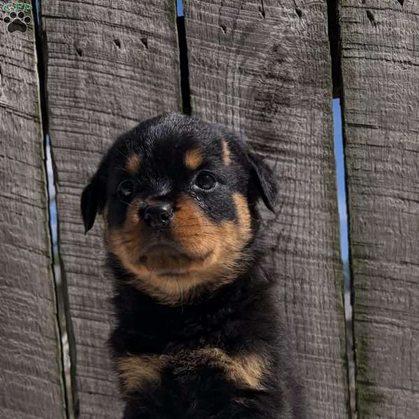 Bubba, Rottweiler Puppy