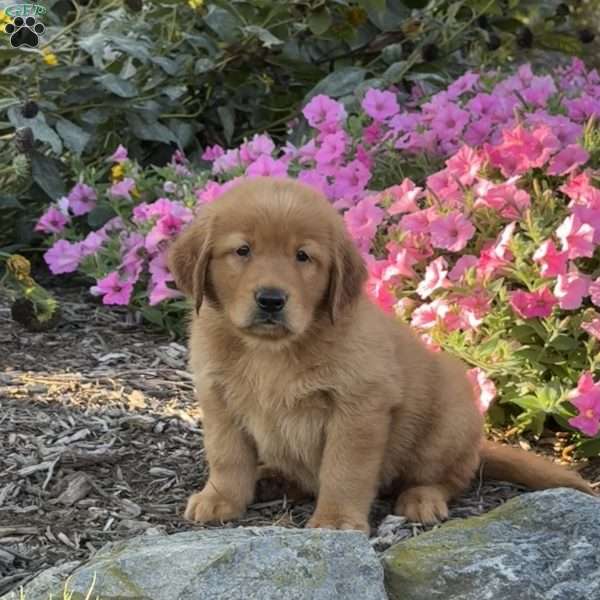 Leo, Golden Retriever Puppy