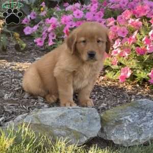 Leo, Golden Retriever Puppy