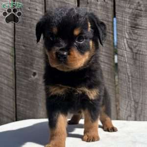 Bubba, Rottweiler Puppy