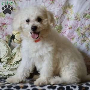 Jemma, Bichon Frise Puppy