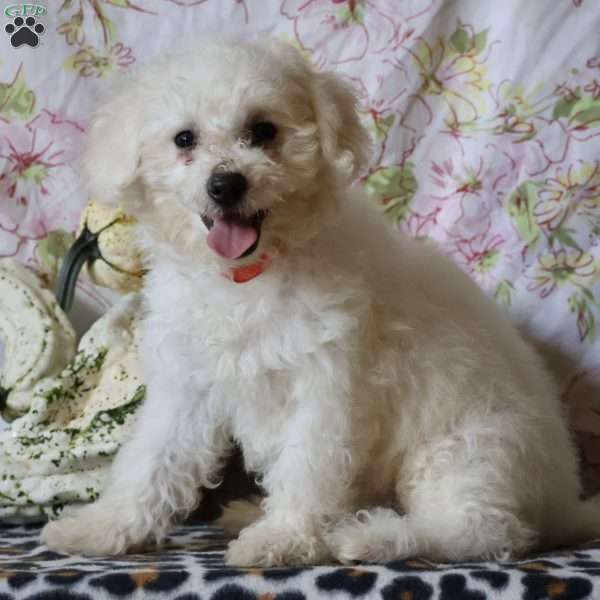 Jemma, Bichon Frise Puppy