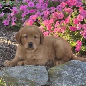 Leo, Golden Retriever Puppy