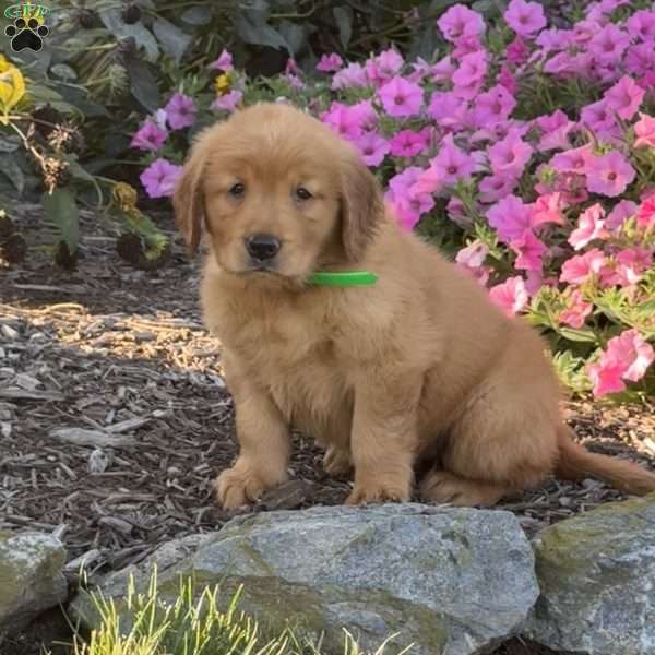 Lola, Golden Retriever Puppy