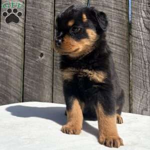 Bubba, Rottweiler Puppy