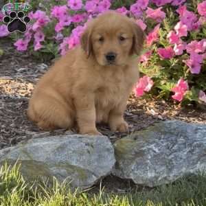 Lola, Golden Retriever Puppy