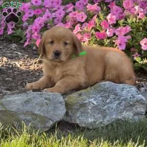 Lola, Golden Retriever Puppy