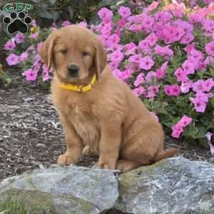 Hazel, Golden Retriever Puppy