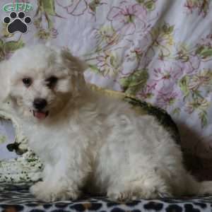 Juniper, Bichon Frise Puppy