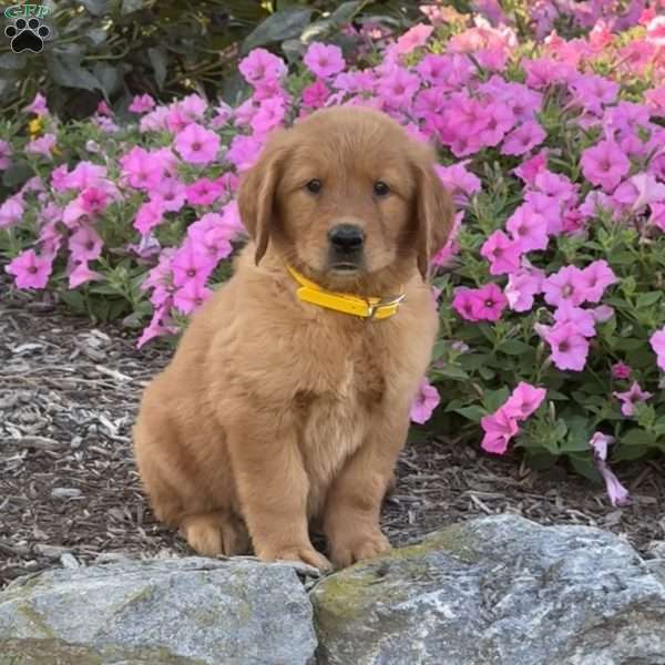 Hazel, Golden Retriever Puppy