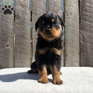 Bubba, Rottweiler Puppy