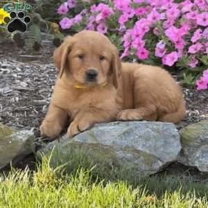 Hazel, Golden Retriever Puppy