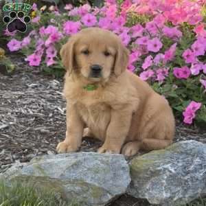 Hannah, Golden Retriever Puppy