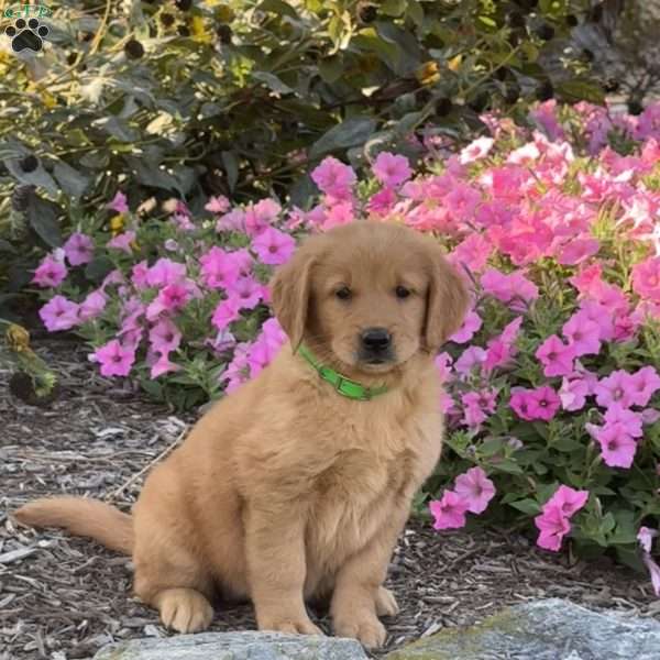 Hannah, Golden Retriever Puppy