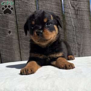 Bubba, Rottweiler Puppy